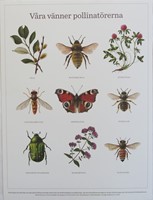 Affisch - Våra vänner pollinatörerna