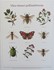 Affisch - Våra vänner pollinatörerna
